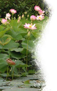 lotuspetitsEsq